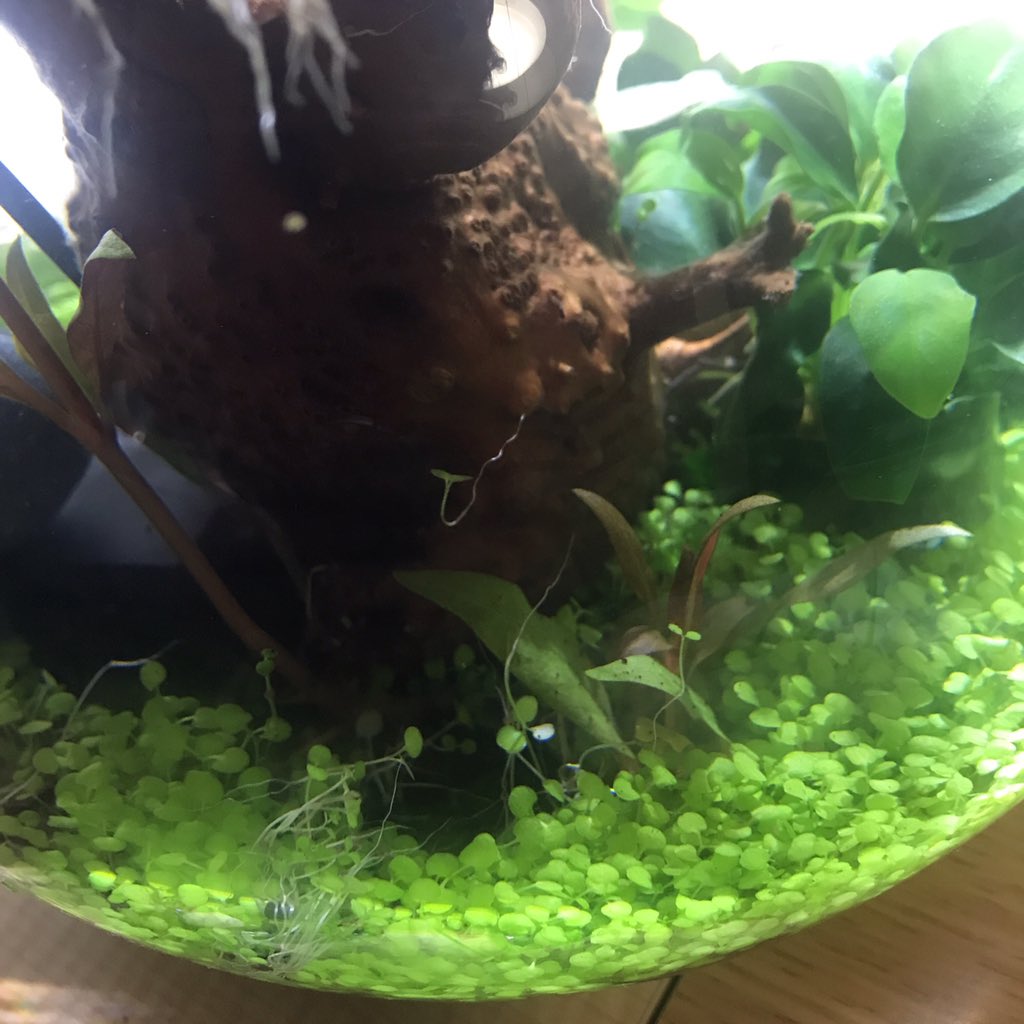 緒多 まり ボトルアクアリウム 日目 記念すべきこの日 水草が抜けました ちょっと浮いてたのを押し込んだら 何故か連鎖 ついでに水換え 明日メダカの予定なので水多め 今日の水槽 今日の水草 ボトルアクア ベビーハイグロシード Gex 緒多 まり ボトルアクアリウム 日目 記念すべきこの日 水草が抜けました ちょっと浮いてたのを押し込んだら 何故か連鎖 ついでに水換え 明日メダカの予定なので水多め 今日の水槽 今日の水草 ボトルアクア ベビーハイグロシード Gex