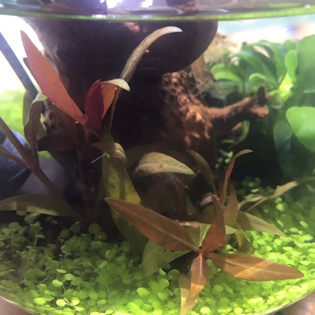 緒多 まり ボトルアクアリウム 日目 記念すべきこの日 水草が抜けました ちょっと浮いてたのを押し込んだら 何故か連鎖 ついでに水換え 明日メダカの予定なので水多め 今日の水槽 今日の水草 ボトルアクア ベビーハイグロシード Gex 緒多 まり ボトルアクアリウム 日目 記念すべきこの日 水草が抜けました ちょっと浮いてたのを押し込んだら 何故か連鎖 ついでに水換え 明日メダカの予定なので水多め 今日の水槽 今日の水草 ボトルアクア ベビーハイグロシード Gex