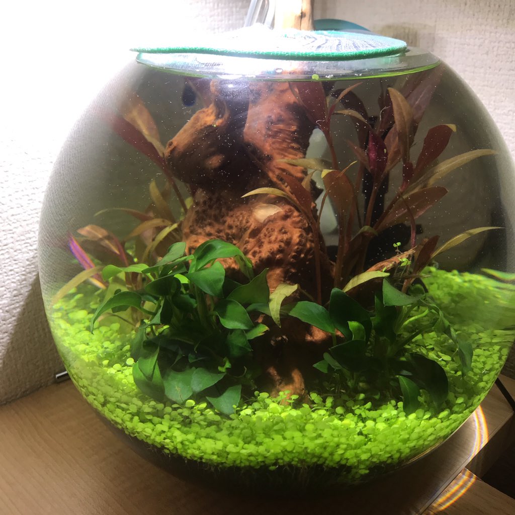 緒多 まり ボトルアクアリウム 日目 記念すべきこの日 水草が抜けました ちょっと浮いてたのを押し込んだら 何故か連鎖 ついでに水換え 明日メダカの予定なので水多め 今日の水槽 今日の水草 ボトルアクア ベビーハイグロシード Gex 緒多 まり ボトルアクアリウム 日目 記念すべきこの日 水草が抜けました ちょっと浮いてたのを押し込んだら 何故か連鎖 ついでに水換え 明日メダカの予定なので水多め 今日の水槽 今日の水草 ボトルアクア ベビーハイグロシード Gex