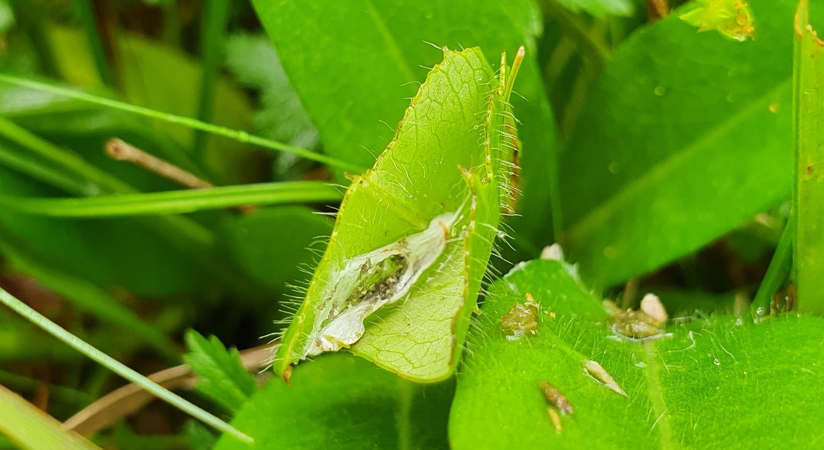 Could this be a Marsh Fritillary web? - on Succisa pratensis on a site with them present for the last 2 years. 
Leaf folded over and mostly eaten. 
<a href="/BC_Cumbria/">Cumbria Butterfly Conservation</a> <a href="/savebutterflies/">Butterfly Conservation 🦋</a> @leeinthelakes <a href="/JFDIecologist/">David Morris</a> <a href="/martinswarren/">Martin Warren</a> <a href="/mwain2/">m wain</a> <a href="/wildlyth/">Jon</a>