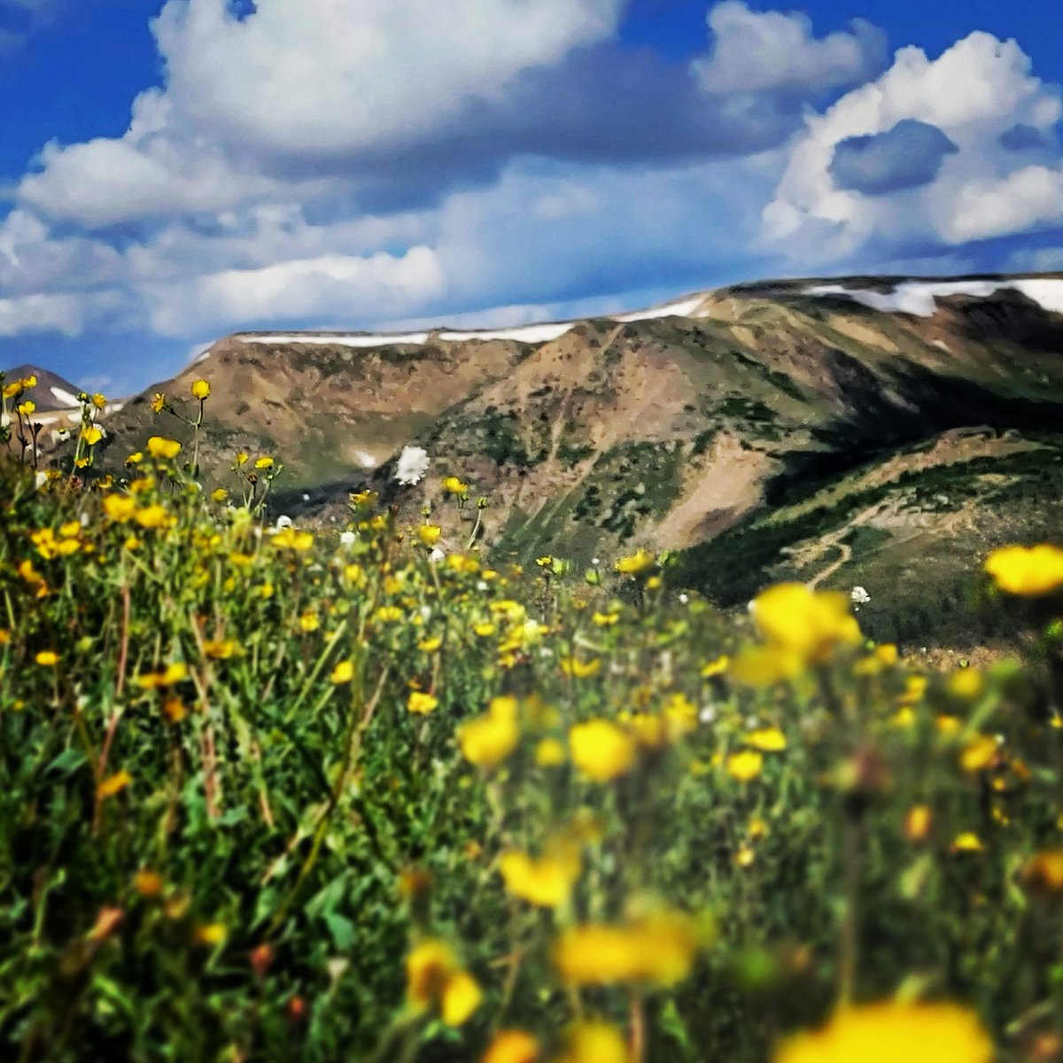 FatManLilTrails's tweet photo. Wildflowers blooming in the mountains are an amazing thing this time of year.
#hiking #moubtains #wildflowers https://t.co/s67hvJ5VsA