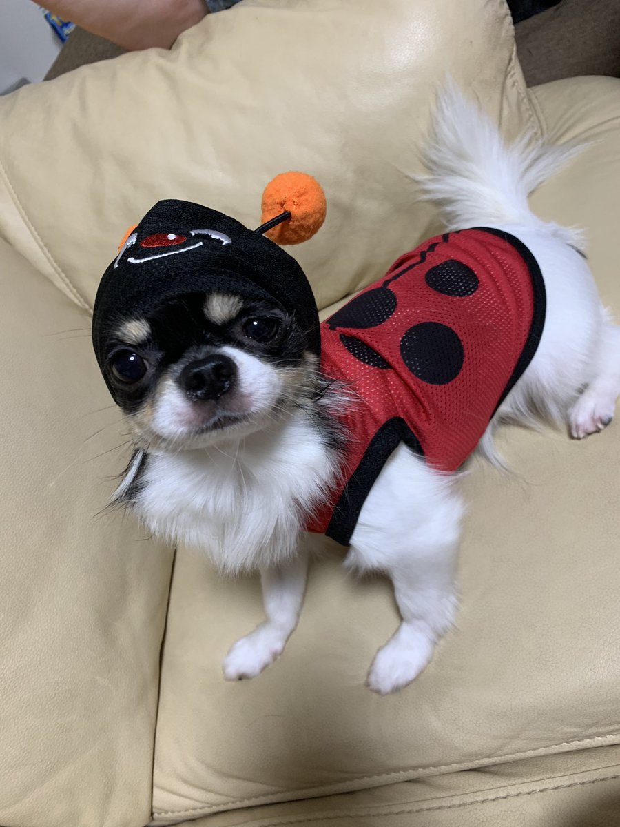 S_LET311's tweet photo. ダイソーに売ってたからつい…Sサイズ気持ちキツイけど可愛い🐶 https://t.co/x25Dz2DyDq