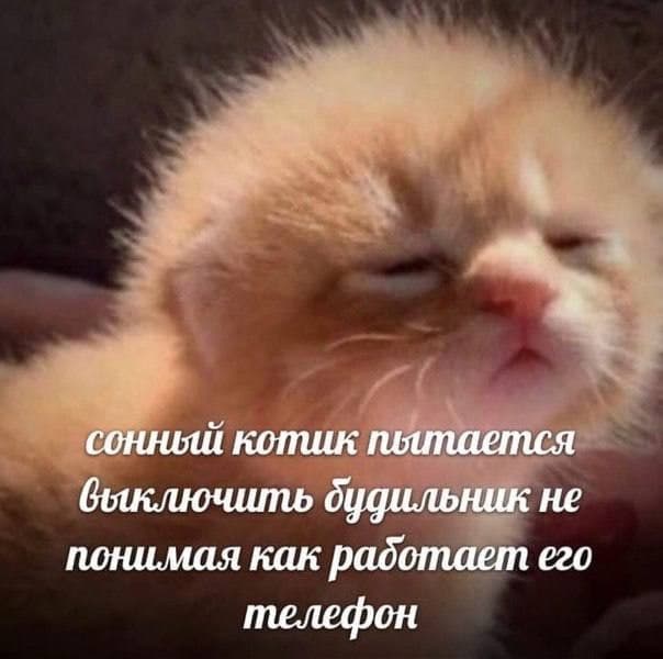 RussianMemesLtd's tweet photo. a sleepy cat trying to turn off the alarm not understanding how his phone works https://t.co/eQ86qnsljK