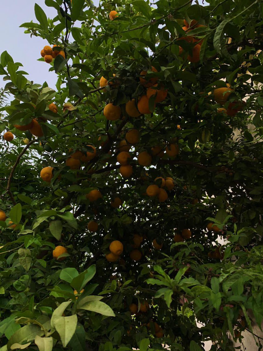 JwCkv7's tweet photo. オレンジの木🍊 https://t.co/fzMpvTeVT2