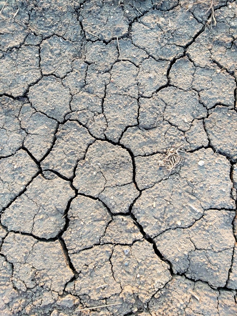 RegSherren's tweet photo. Dry in Saskatchewan and across the west. Way.Too. Dry. https://t.co/bK0cfSmJE4