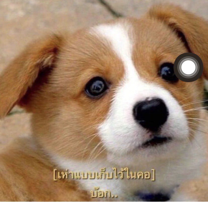 ปอน tweet media