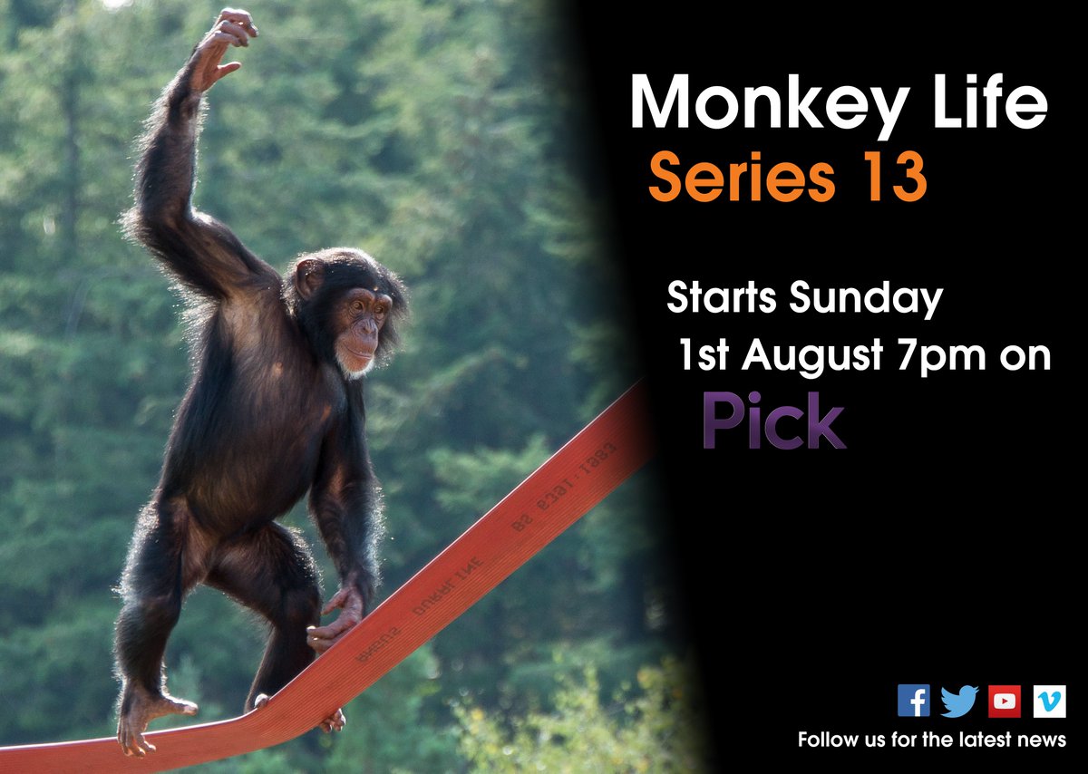 Primate_Planet's tweet photo. Don't forget that Monkey Life series 13 will air for the first time on Pick, this Sunday from 7pm :) https://t.co/sk4CeyPC7U