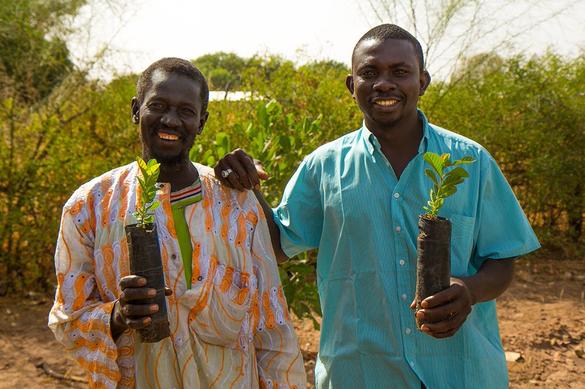 Treesftf's tweet photo. Friends help friends plant trees. 🌳 

We train farmers in small groups of 25-30 people that regularly share their knowledge, resources, and seeds with one another.  

#FriendshipDay https://t.co/3r6duNXNHL