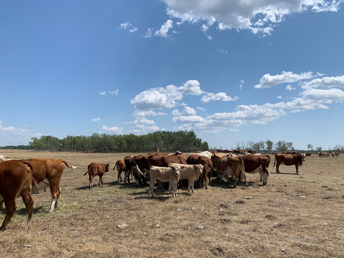We are now expecting 700 pairs so if anyone can spread the word or check out our website or call for more information that’s would be fantastic. 
New consignment 100 black angus cows with April calves on the side St Laurent area