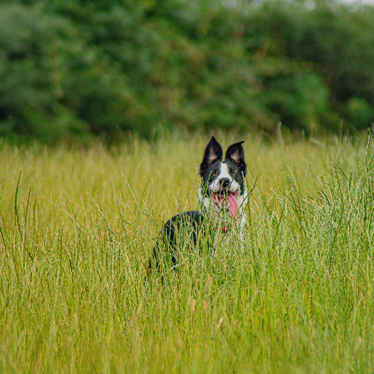 Pekaboo  #BORDERCOLLIE #photooftheday #nikonphotography #lightroom #grass #ears