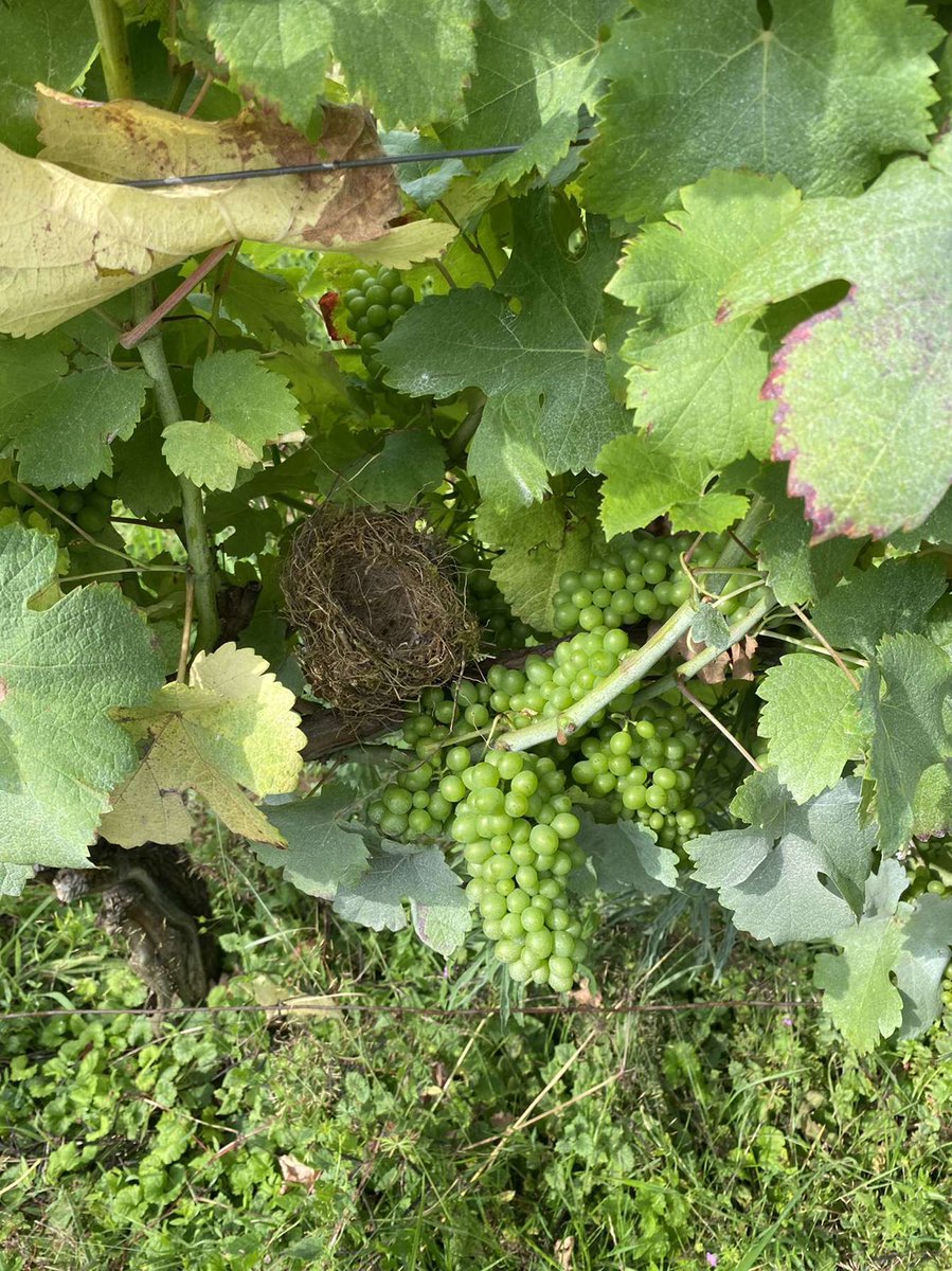 Domaine de Sainte Marie tweet media