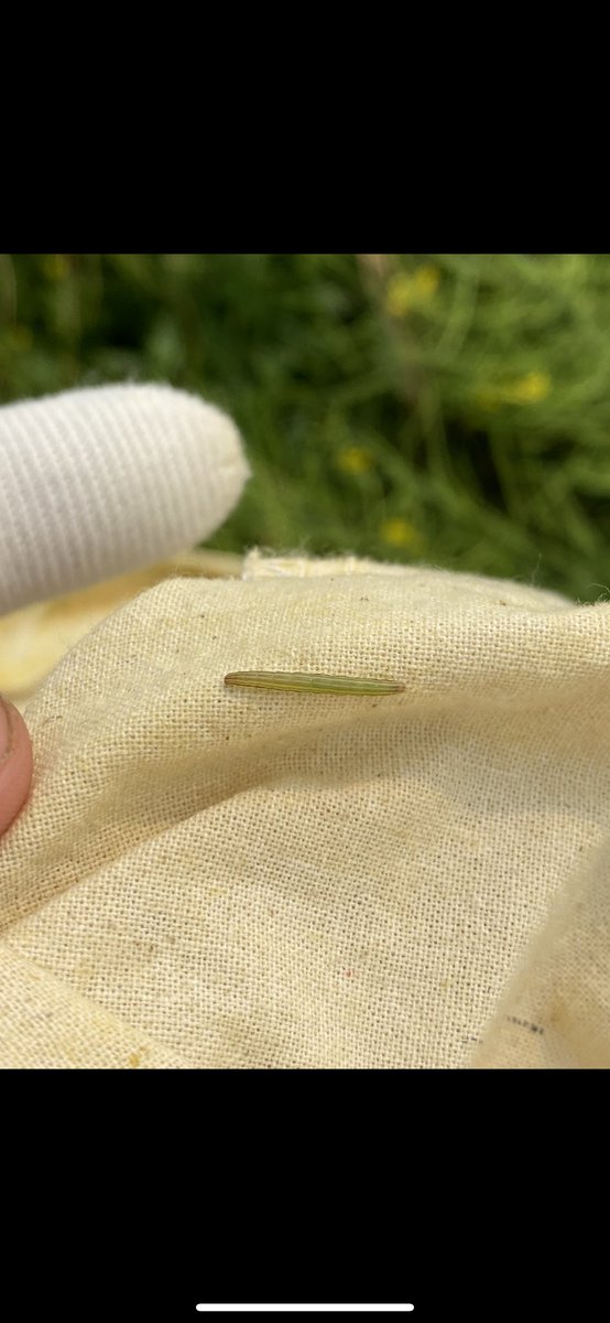 This months challenge was to learn about sweeping and field scouting. Found some Bertha army worms in some of the canola that we have been watching #WUCacademy @WinFieldCanada #gmacsagteam @GMacsAgTeam #WestCdnAg