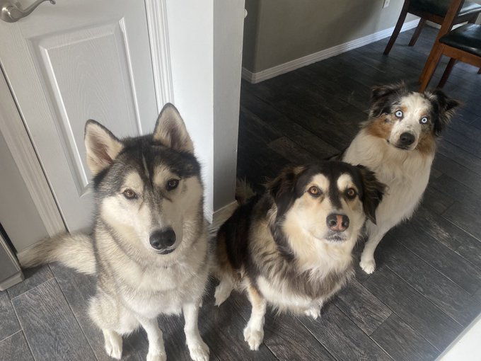 Just dropped my babies off at the groomers.. I miss them already🥺 https://t.co/JpsBiT9XoU<a href="/tag/lgbtqneveralone"class="tags"><span>#lgbtqneveralone</span></a>