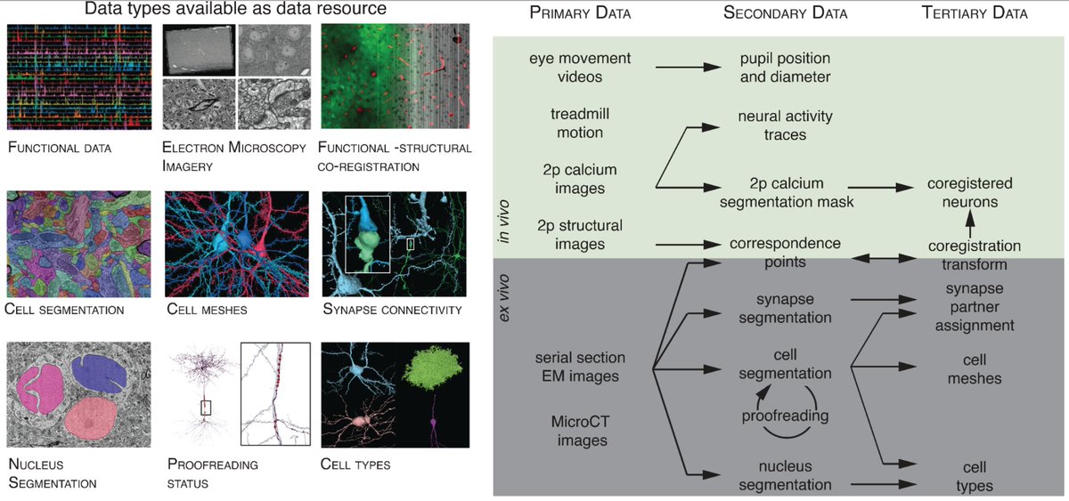 Proud to release our MICrONS multi-area data microns-explorer.org, the largest functional connectome to date, containing 200,000 cells, 75,000 neurons with functional imaging, and 523 million synapses. Excited to see the discoveries from this dataset.