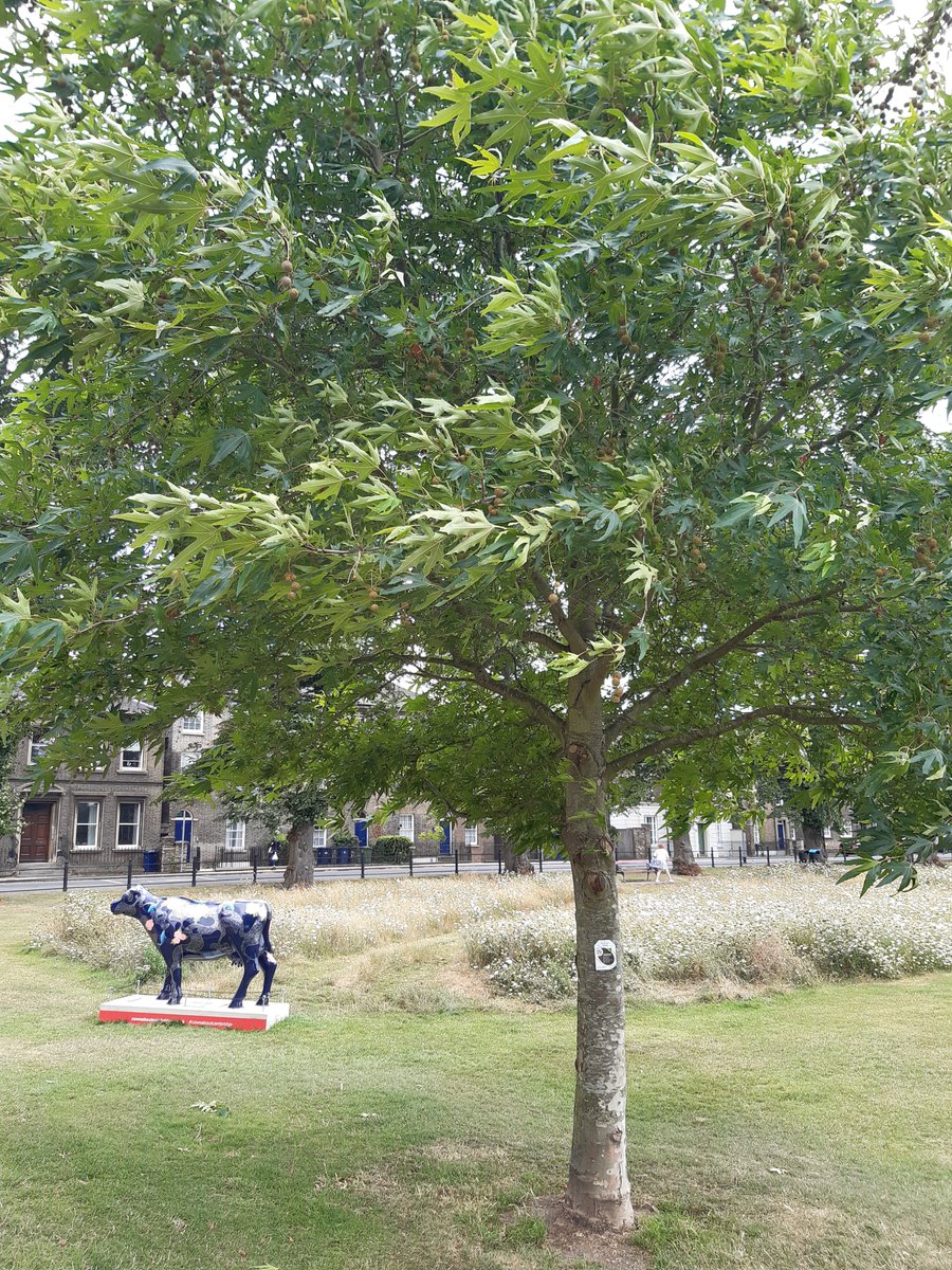 CamCanopyProj's tweet photo. #UrbanForestFriday: We put some of our #TreeTags up around #ParkersPiece today, quantifying some of the benefits our #urban #trees provide us with. Go &amp; take a look!

Whilst you're there, you can also check out some @CowsaboutCambs &amp; pollinator patches.

#EcosystemServices https://t.co/SseGr2pEpf