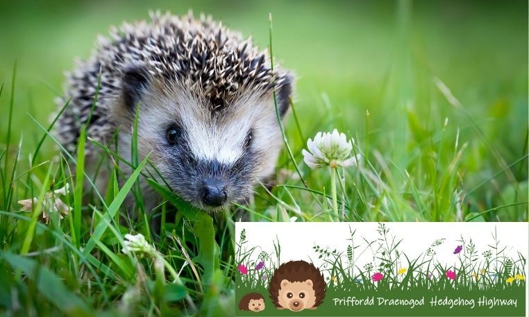 Caerphilly CBC's Countryside team have launched a hedgehog highway campaign to protect the endangered creatures.

If you’d like to help us build our hedgehog highway you can apply for one of our free ‘Hedgehog Highway’ packs. bit.ly/3llrl0K

#HealthyLivesHealthySpaces