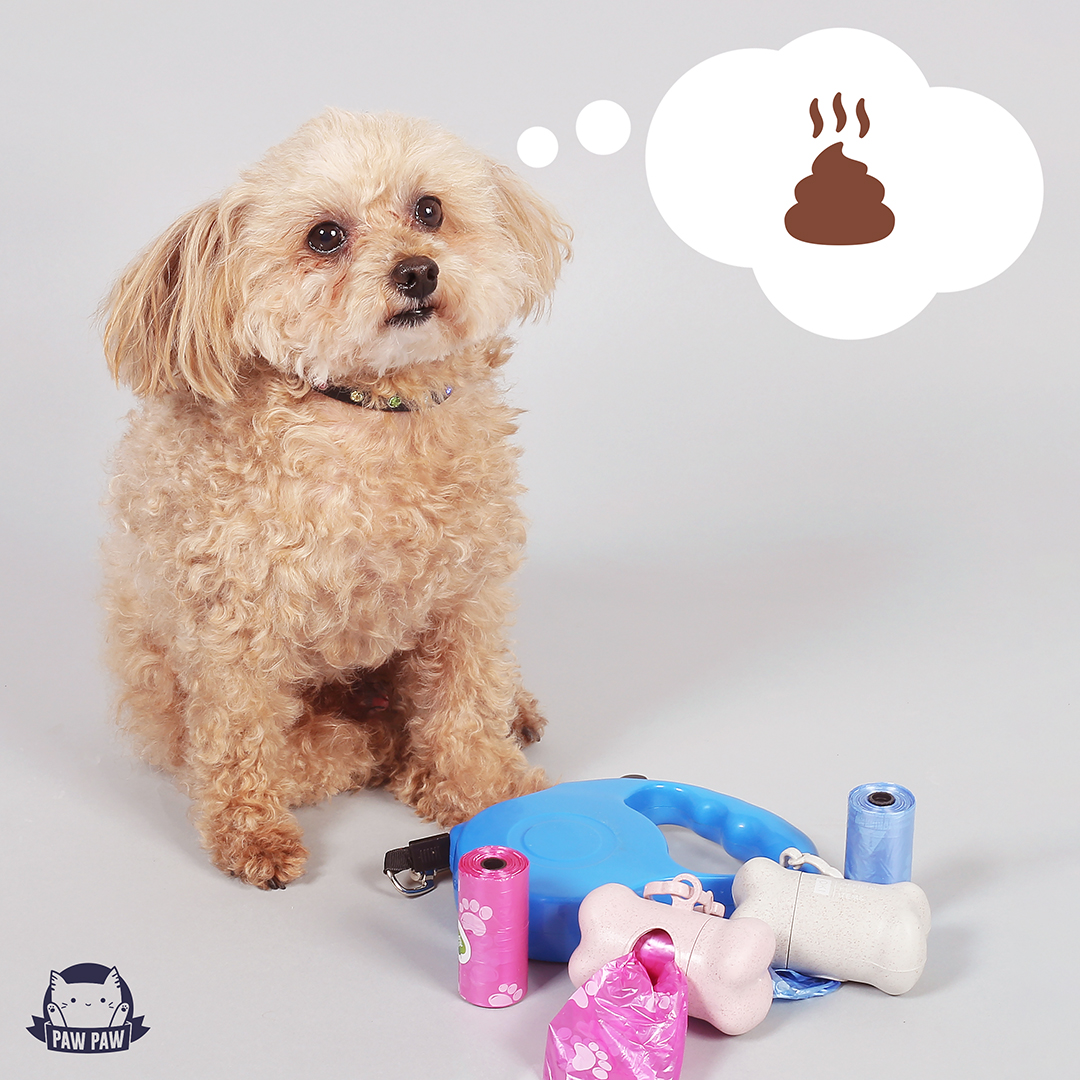 shopmissa's tweet photo. Don't be an ass, keep the poop off the grass! 💩
Grab one of our #PoopBag bones with replacement bags today, so you're never caught slackin'! https://t.co/6tXOchvhFA