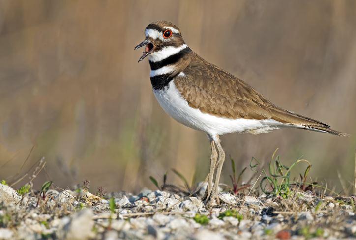 landalliance's tweet photo. A big thank you to Volunteers for Wildlife for helping this injured killdeer we found on the beach at our Shore Road Sanctuary preserve in Cold Spring Harbor. The screaming bird had a mussel clamped around his middle toe and ended up needing a partial digit amputation. https://t.co/iJef4SnsT2