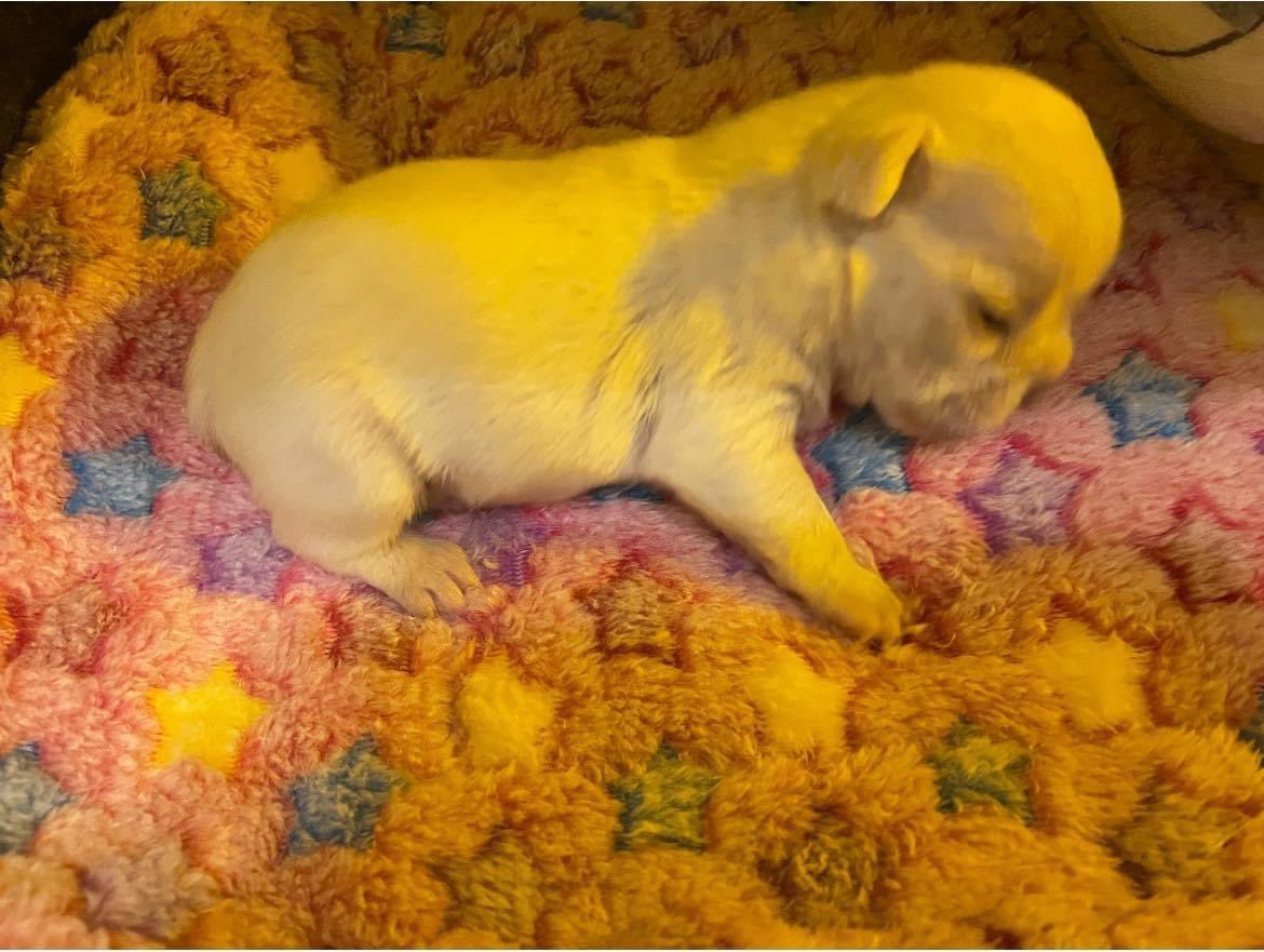 Msg from Jodie: Wet and windy at Clefty HQ means a lazy day 😬 I get to play puppies tho so makes the crappy weather a bit more bearable xx