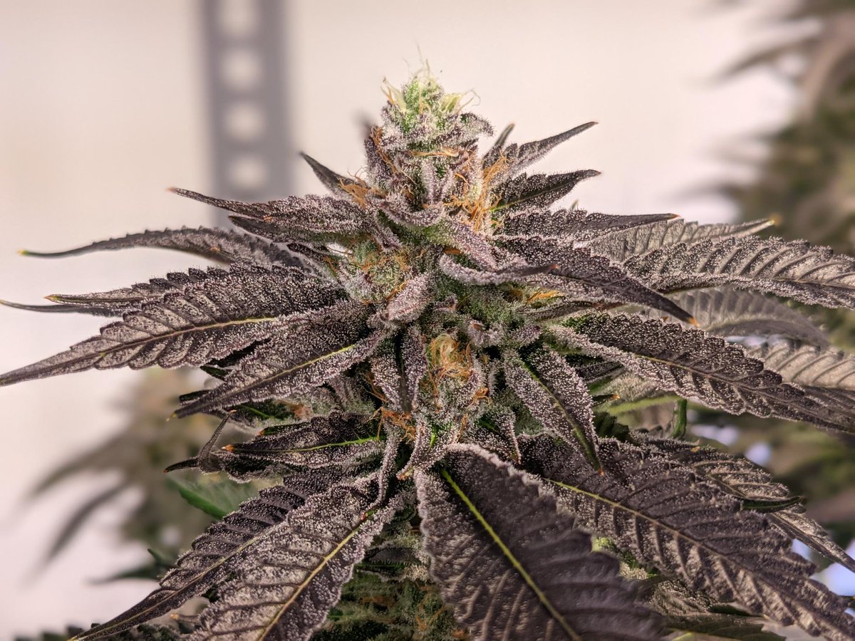 Mmmmm I love Mimosa.... is it happy hour yet?