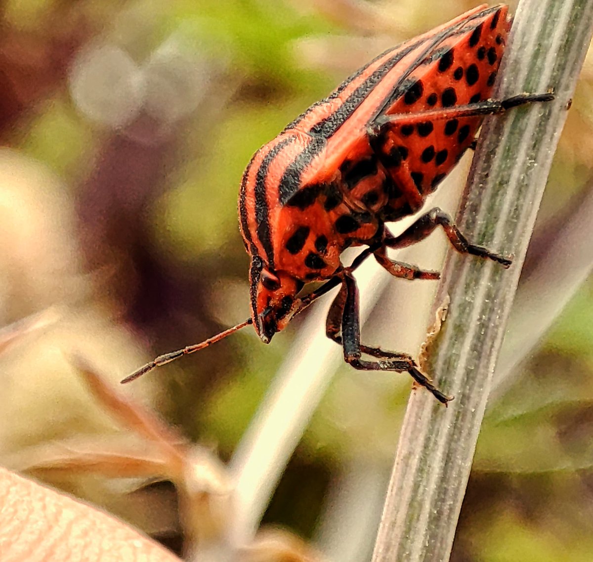 Hengarca's tweet photo. Graphosoma lineatum, también es conocido como el insecto italiano rayado o insecto trovador.
.
#macro #macrophotography #macro #nature #botany #botanica #graphosomalineatum #insecto #macrophoto #beauty #photooftheday #photography #buongiorno #goodmorning #buenosdias #naturaleza https://t.co/7LbLqDSTTJ