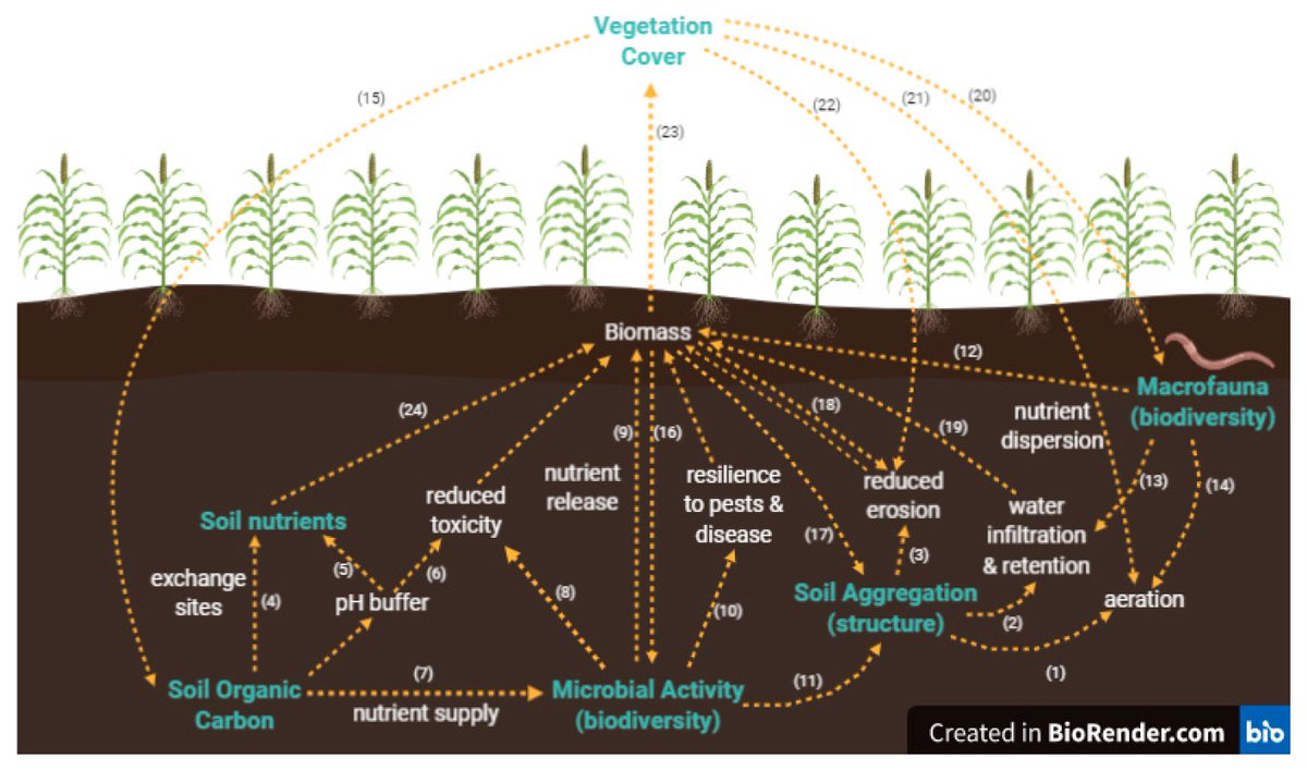 #infographic Interdependencies of #soilhealth metrics  

Earthwatch Europe (UK) study using #CitizenScience to meet Sustainable Development Goals #UnitedNations #SDG  /  earthwatch.org.uk/our-science/ci…

Read More  about the study: mdpi.com/2071-1050/12/2…