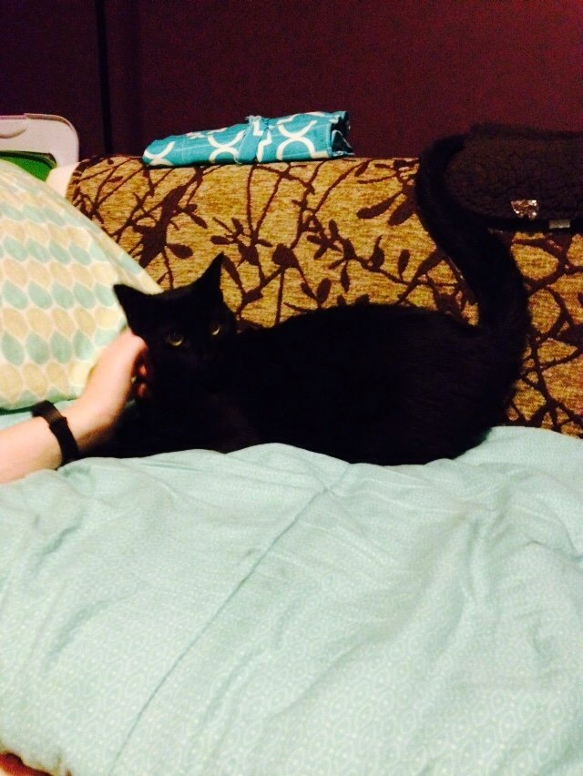 a black kitten, fuzzy and skittish 