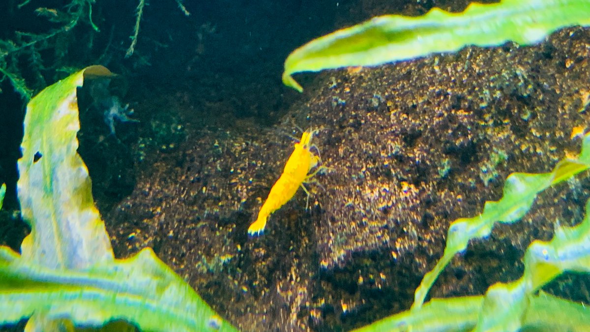 Fishparadise4's tweet photo. Yellow Shrimps | Fish paradise
#aquariums
#fish paradise #experts #tropicalfish #chandralayout #planted aquariums #customisedaquarium # https://t.co/Bt3AnBDUW0