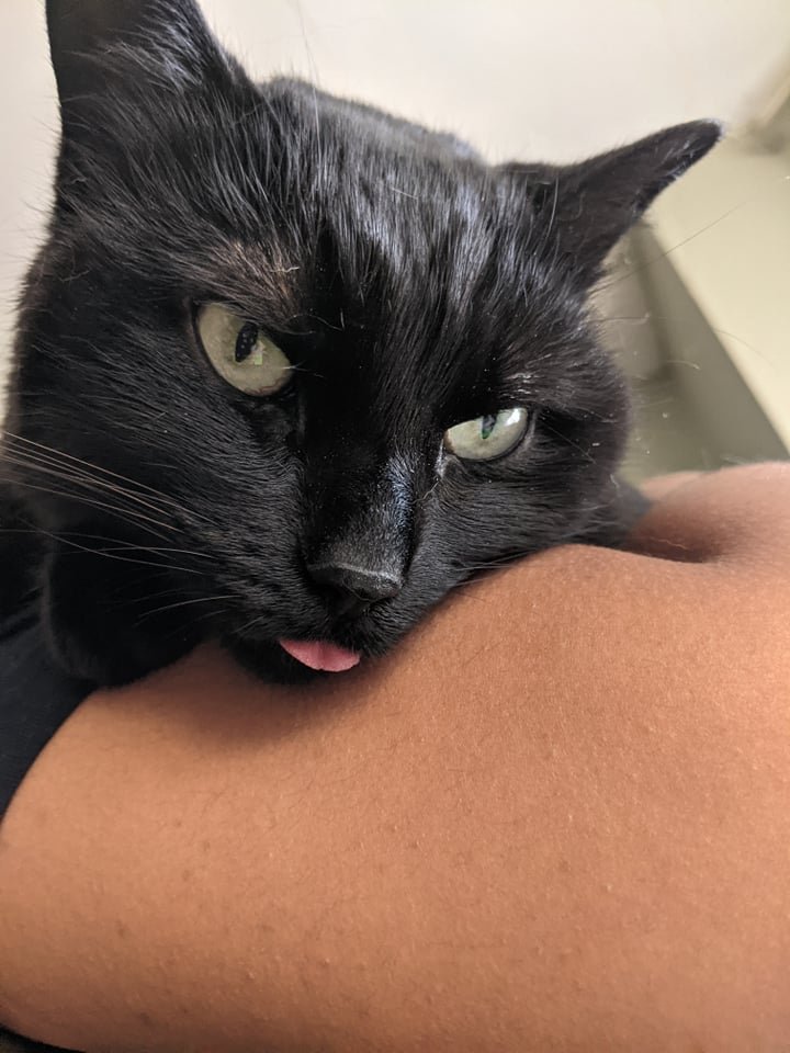 a black cat with her tongue out, a lot more relaxed.