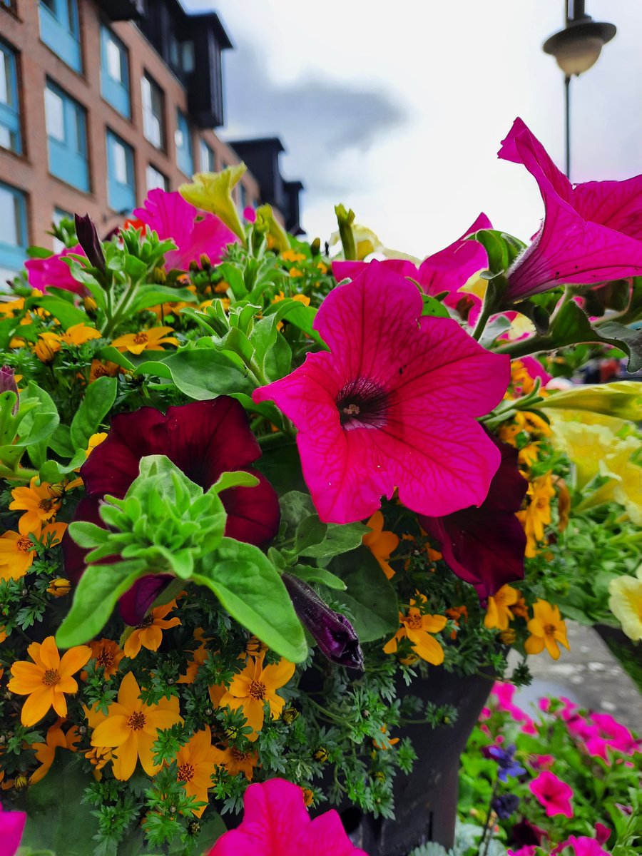 GloucesterBID's tweet photo. Lovely seeing the bee friendly summer planters adding pops of colour to the city! We love seeing them in your photos too! 📸 Tag us in and we'll share! #LoveGloucester #Gloucester https://t.co/sTmhwnDk7J