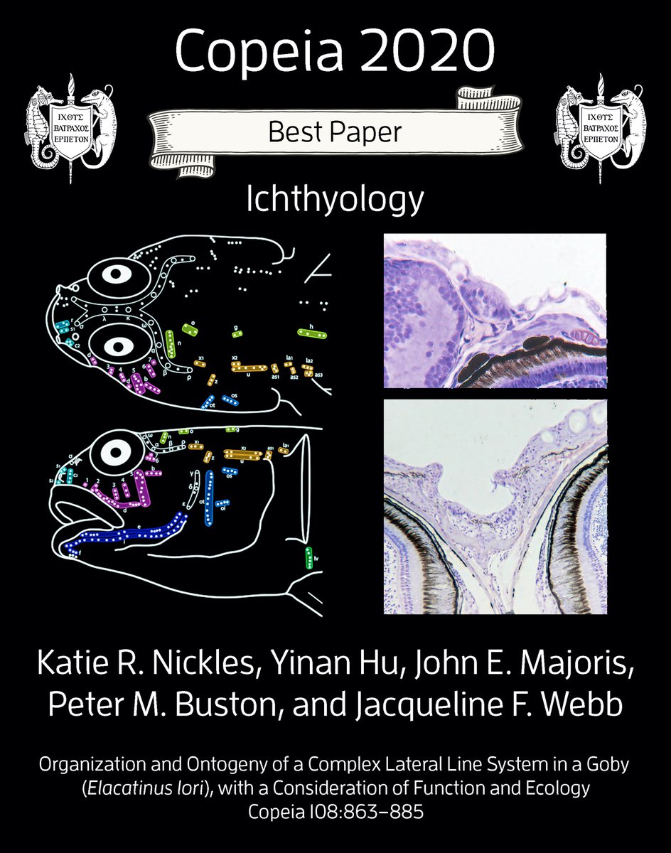 IchsAndHerps's tweet image. 🏆 Congratulations to Katie Nickles &amp;amp; co-authors—Hu, Majoris, Buston &amp;amp; Webb—for their award-winning Copeia paper. Their paper was chosen as our 2020 Best Paper in Ichthyology!

Read this paper at doi.org/10.1643/CG-19-…

@katienickles2 @goby_wan @jacquelinefwebb @universityofri