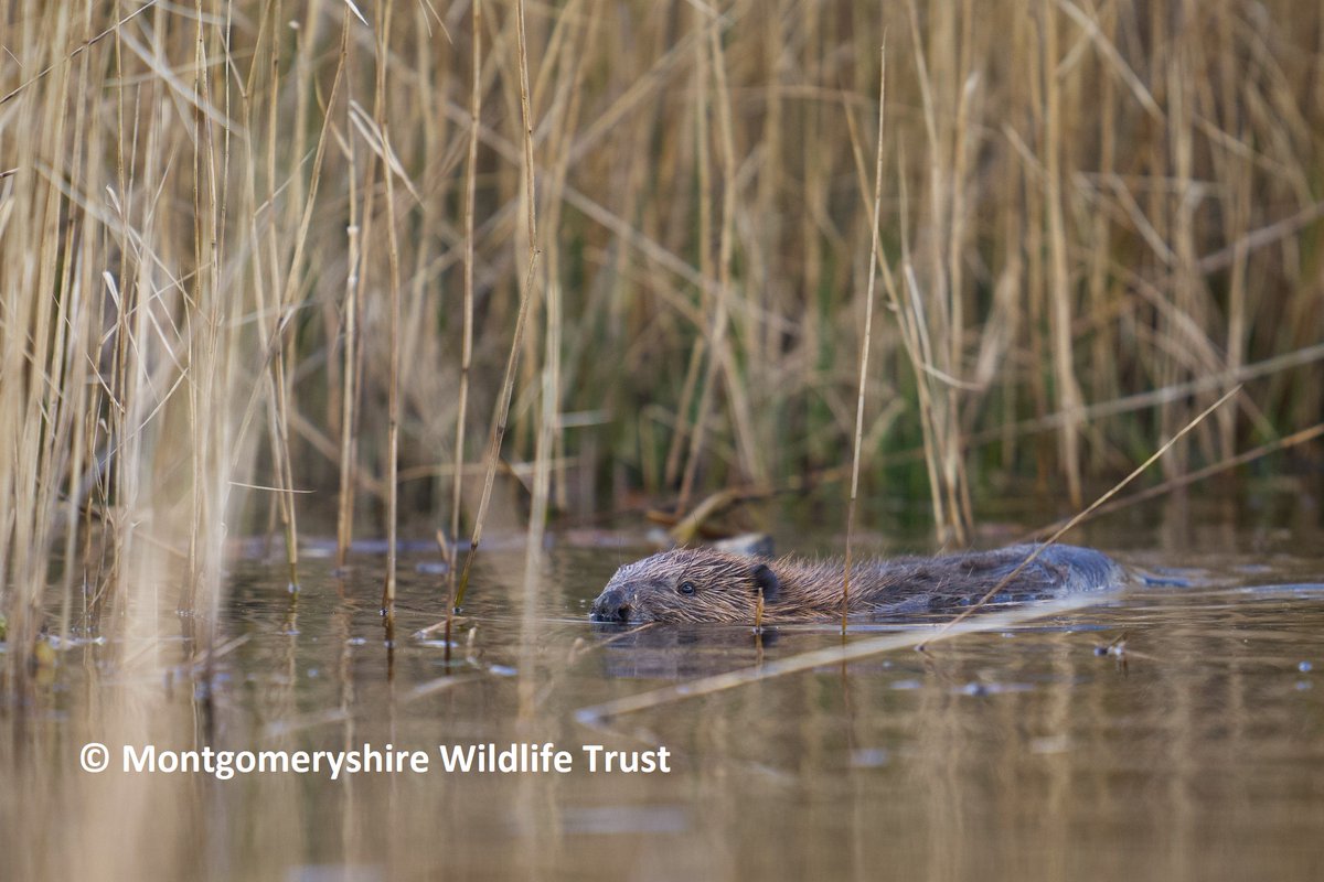 beaverafanc's tweet photo. Would you like to find out more about the #WelshBeaverProject and what the #CorsDyfi beavers have been up to?
Then join us for a #beaver talk with @CIEEMnet on Tuesday 03 Aug at 17:00 https://t.co/V4BxwFlOED 𦫠https://t.co/8LuGMqNBaN
