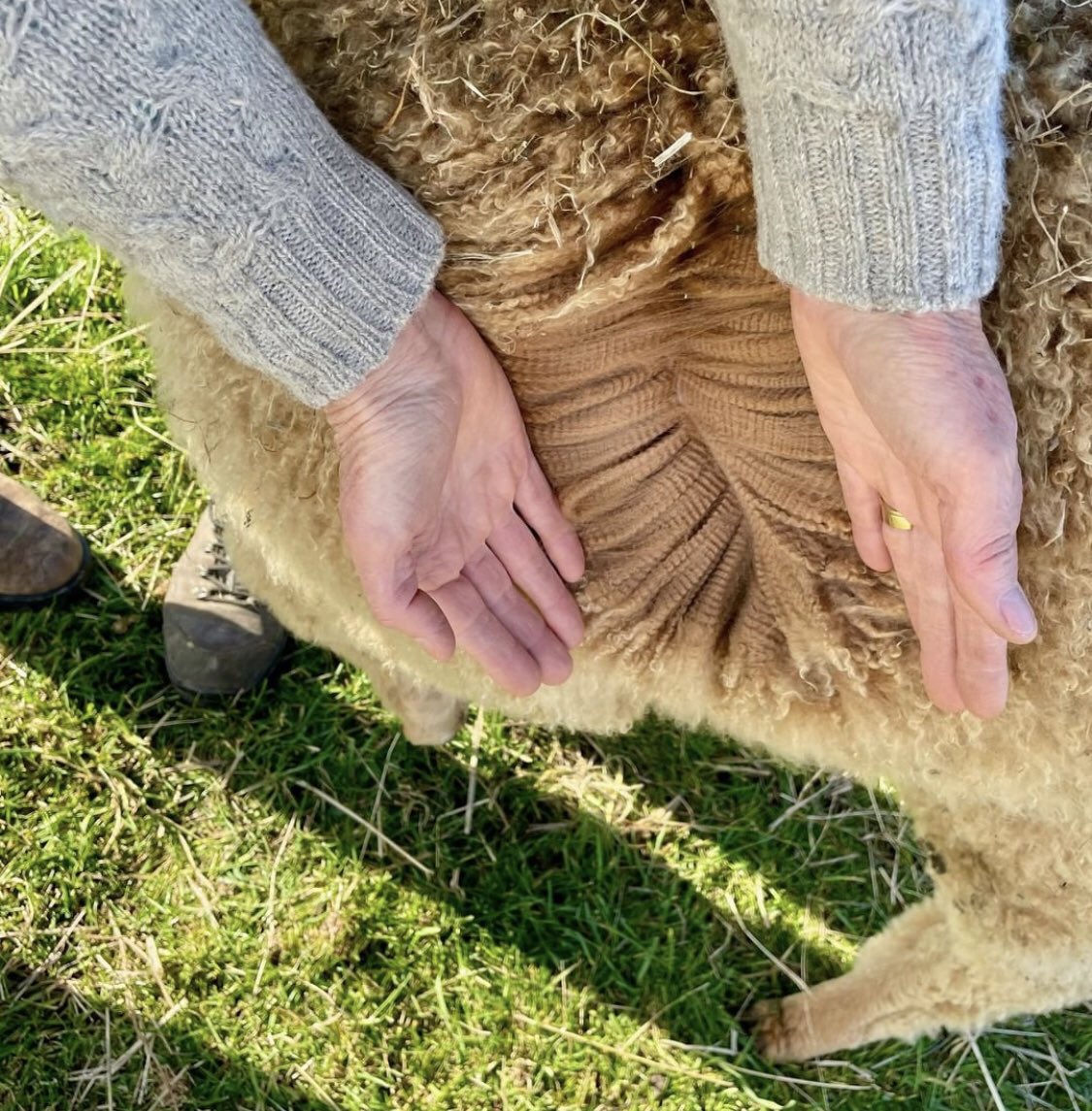 contextalpacas's tweet photo. fluffy🤎🦙 https://t.co/MIPyYxodjI