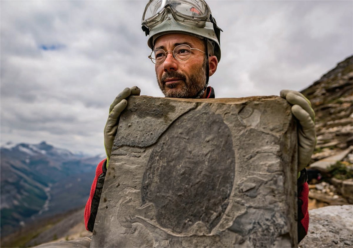 CambroJoe's tweet photo. BIG news today - at long last the manuscript is accepted and this famous #Cambrian #fossil will officially see the light of day! 🛸 🛸 🛸 #Cambroraster was only the beginning...stay tuned
#FossilFriday #BurgessShale https://t.co/ONgMC43oYP