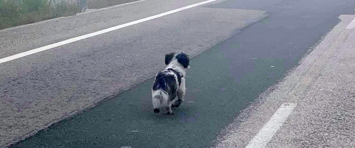 Y LLEGAN LAS PUTAS VACACIONES!!!!
Y ALGUN@S NO TENEIS DERECHO A VIVIR !!!
 
LE CONOCES?? LE PUEDES AYUDAR??
LE HAN TIRADO EN EN LA  CARRETERA DE "EL #HONDO" #ALICANTE

¿Le conoces?? 🙏 No tenemos datos,  le han bajado de un coche!!!!