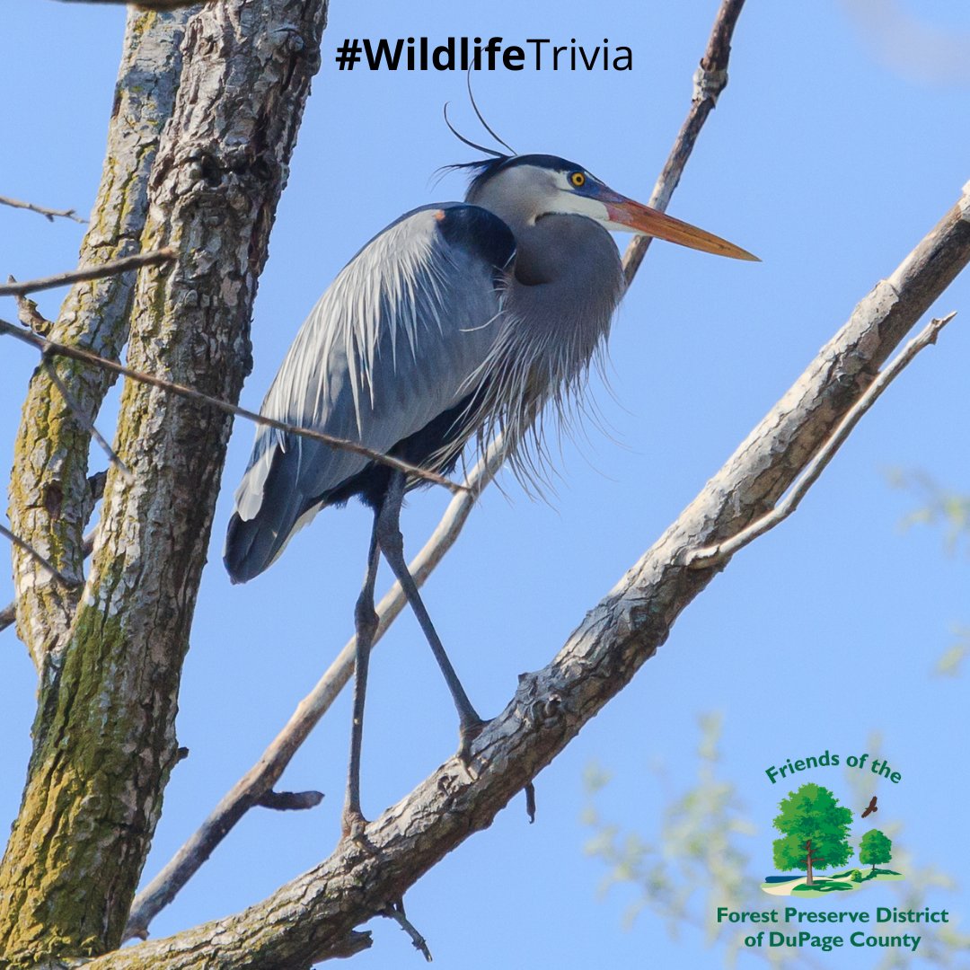 dpforestfriends's tweet photo. Meet the great blue heron! This species is native to North American wetlands and eats almost anything within striking distance of its long beak, including insects, fish, and small mammals. Keep your eye out for this magnificent marsh bird! 😍 
#WildlifeTrivia #DuPageForestFriends https://t.co/FjrYKYYl6W