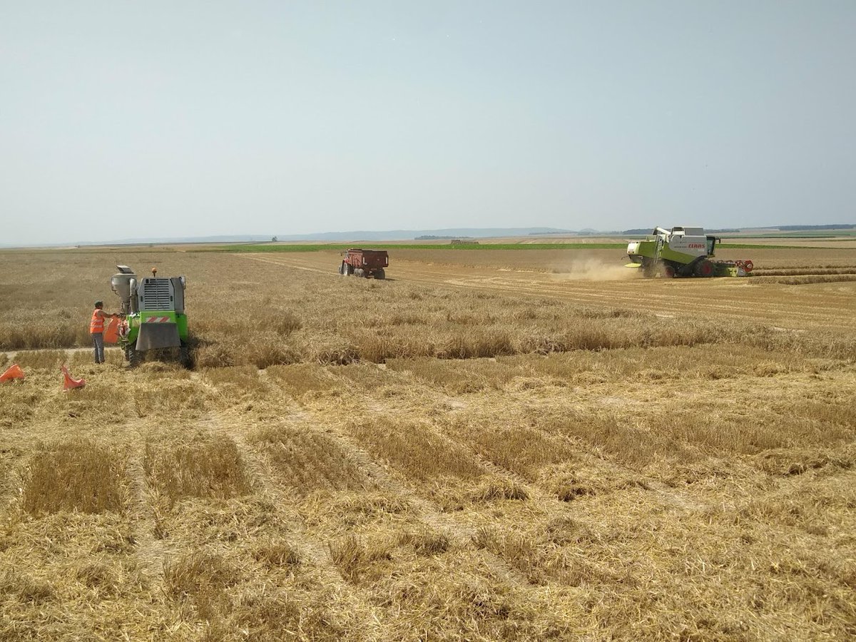 Petit poisson deviendra grand 😎 Retour sur la moisson des champs d'essai d'orge brassicole pour <a href="/KWS_Group/">KWS Group</a> dans l'Aisne. #Ceuxquifontlesessais #Moisson2021