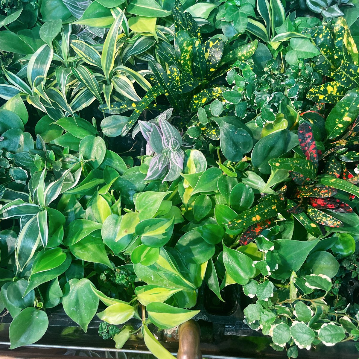 ハルキ (@biotope_) on Twitter photo 