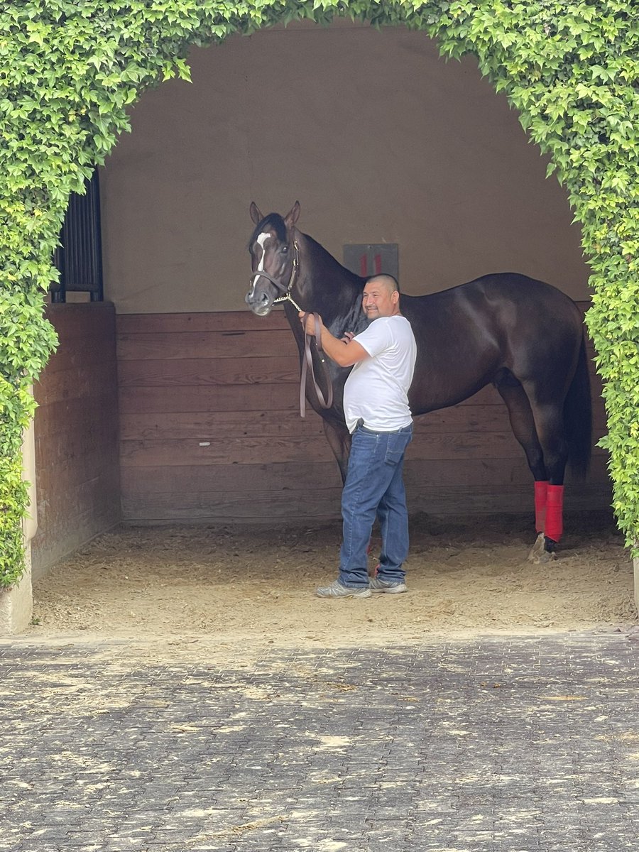 michaelsrwilson's tweet photo. Vertical Threat looking all business in the paddock as he schools for tomorrowโs Gr. 1 Bing Crosby at @DelMarRacing!! ๐ช#getoffthebench #getinthegame https://t.co/SKVRTKVqyp