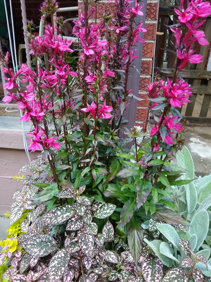 joanjet761's tweet photo. Two montrous pots of plants and a couple smaller ones. #FlowersOnFriday #starshiproselobelia #hypoestes #coleus #persianshield #strobilanthesdyeriana #petunia #GardenersWorld #stachys https://t.co/xPEaPOTmDN