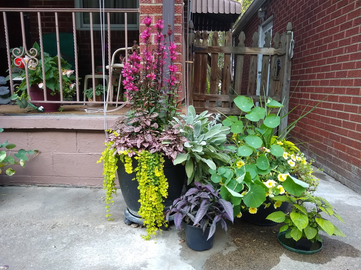 joanjet761's tweet photo. Two montrous pots of plants and a couple smaller ones. #FlowersOnFriday #starshiproselobelia #hypoestes #coleus #persianshield #strobilanthesdyeriana #petunia #GardenersWorld #stachys https://t.co/xPEaPOTmDN