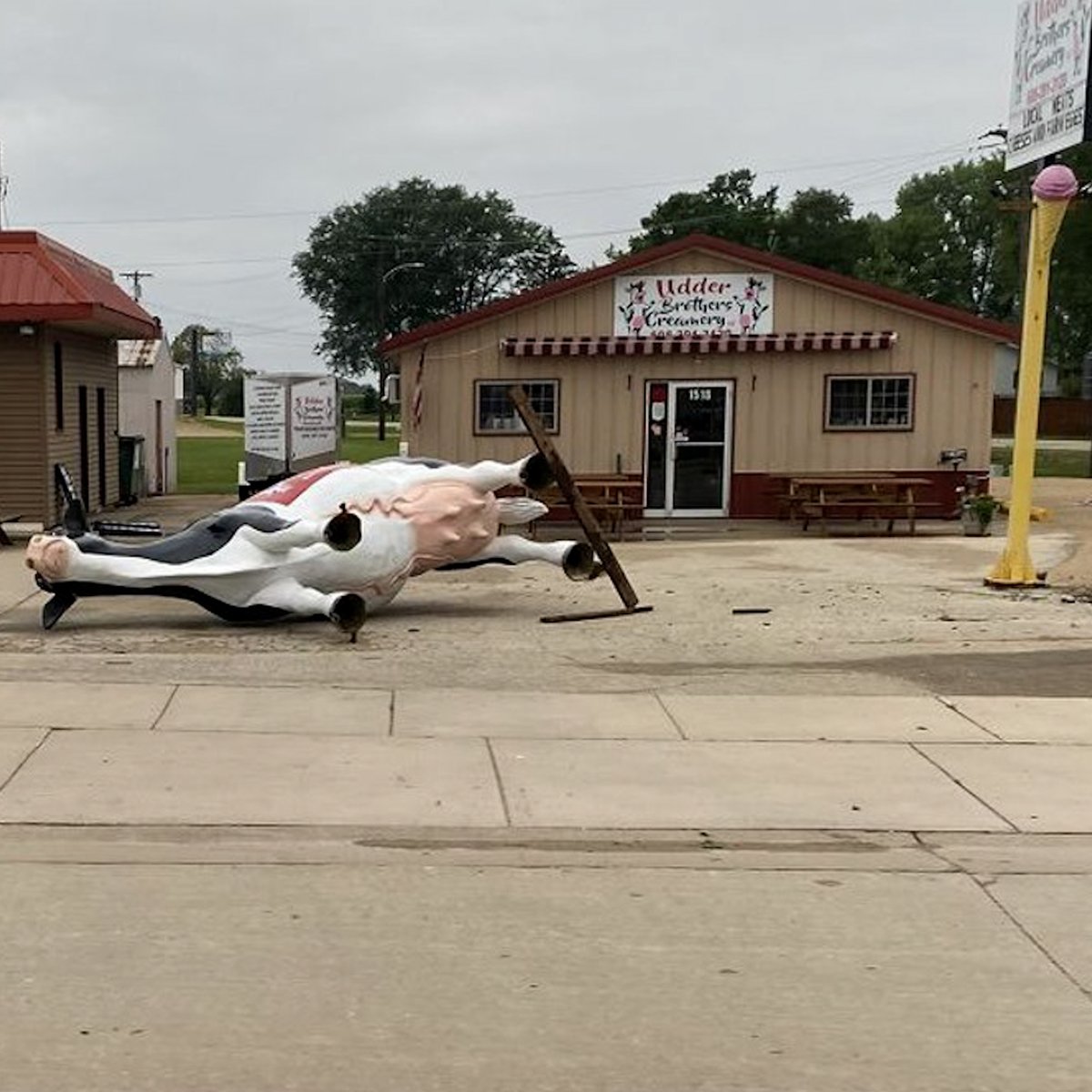 ManitowocMinute's tweet image. BROKEN NEWS: Bessie’s sister from over der in Boscobel, Bonnie, got tipped over from da recent storms.

Okay folks, give us your best cow puns, and don’t go milkin’ ‘em too much… #KeepErMooovin 🐄 (📸 via NBC15 Madison)