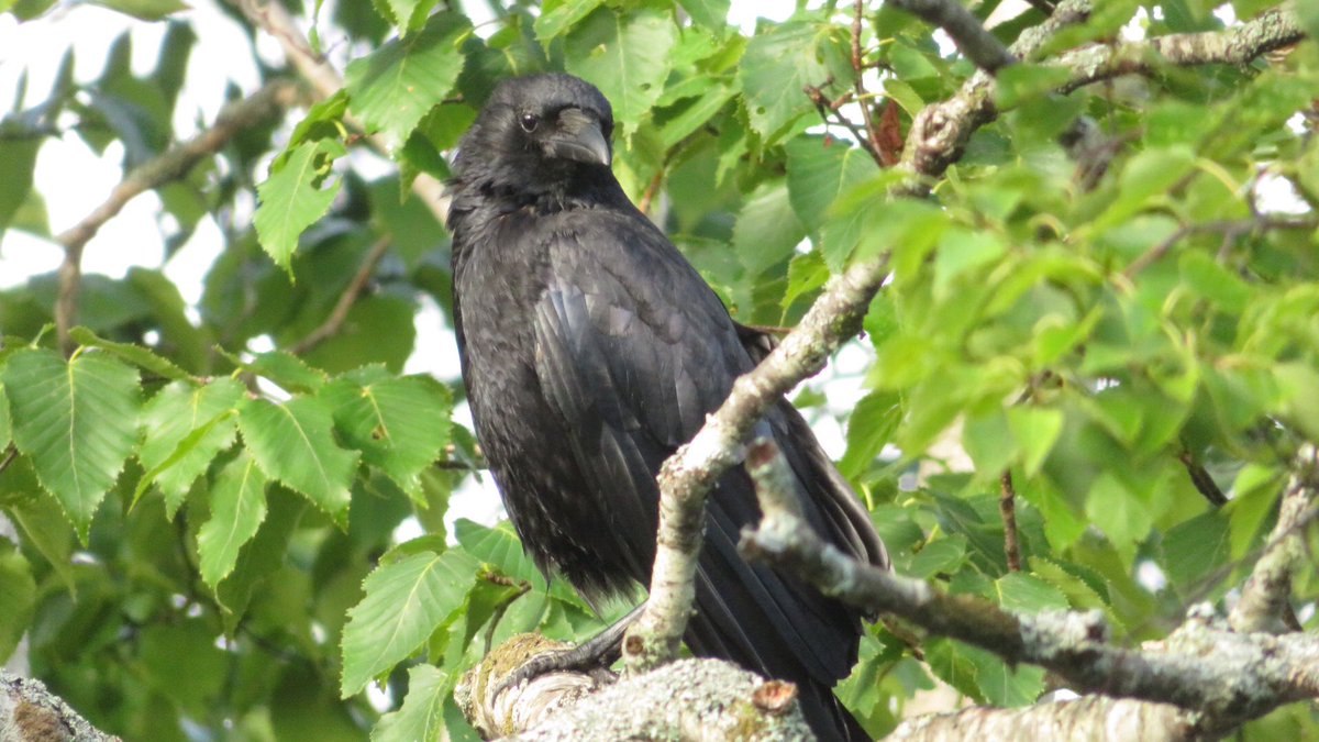 公園の水辺の草が跡形もなく刈られてて、カモの親子どこ...まさか皆追い出されたんかなって絶望してたら刈られた草の上で皆寝てた。良かった...子ガラスたちがたくさんいた。 