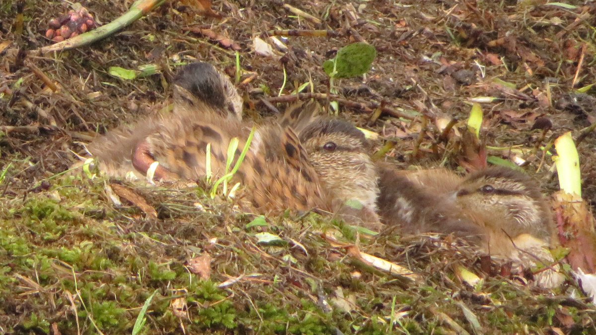 公園の水辺の草が跡形もなく刈られてて、カモの親子どこ...まさか皆追い出されたんかなって絶望してたら刈られた草の上で皆寝てた。良かった...子ガラスたちがたくさんいた。 