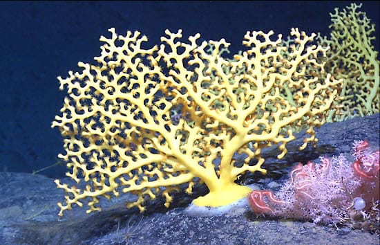 WHOI's tweet photo. Underwater volcanoes are "absolutely everywhere," says #WHOI Marine Microbiologist @JulesDeep, "and we’ve barely looked at any of them.” These volcanoes are home to abundant biodiversity. #seafloor #volcanoes #seafloormining @BigelowLab Read more in Vox: https://t.co/VueVe5XJzn https://t.co/S8OdIAdmbe