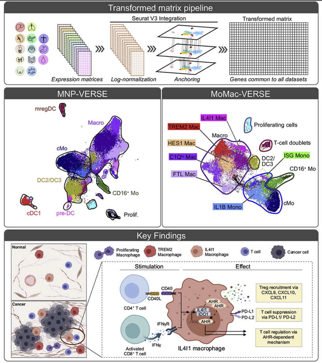MNP-VERSE: An integrated atlas of 
178,651 MNPs from 13 tissues across 41 datasets
- Identification of immunosuppressive TAM in tumor periphery 
Very happy to collab on this tour de force by <a href="/FGinhoux/">@realFlorentGinhoux</a> <a href="/cadutertre/">C.A. Dutertre</a> <a href="/KevinMulder19/">Kevin Mulder</a> <a href="/amto94/">amit</a> <a href="/wanting_kong/">Wan Ting</a> &amp; co. cell.com/immunity/fullt…