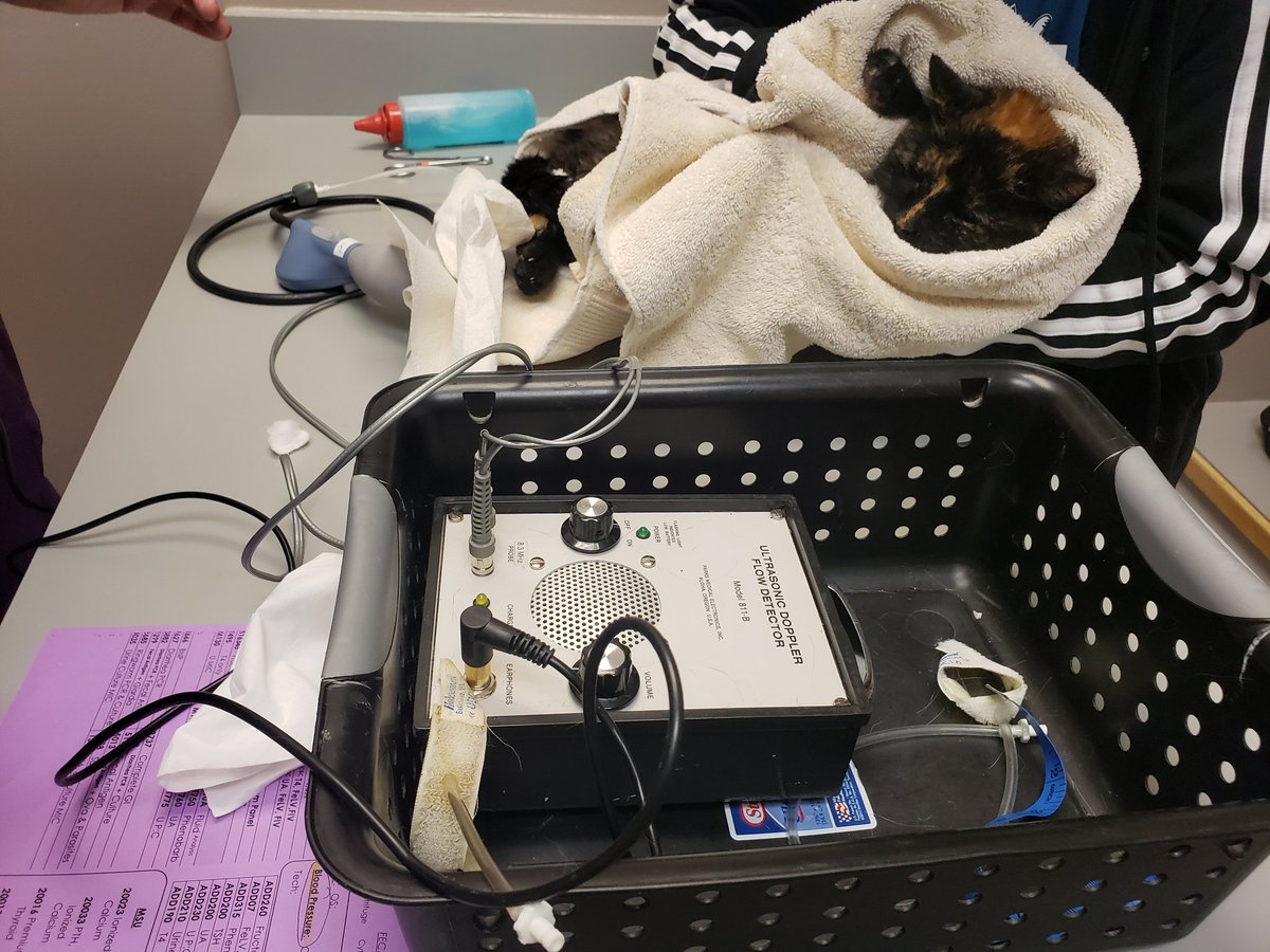 digibecky's tweet photo. @rebecca_fachner @LDBurnett Same! And this is how I am rolling today, Senior Cat workup, complete with pedes cuff Doppler reading blood pressure check. We do NOT mess about! https://t.co/pMODanOFP2