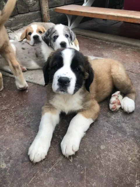 dj Thistle ੴ tweet media