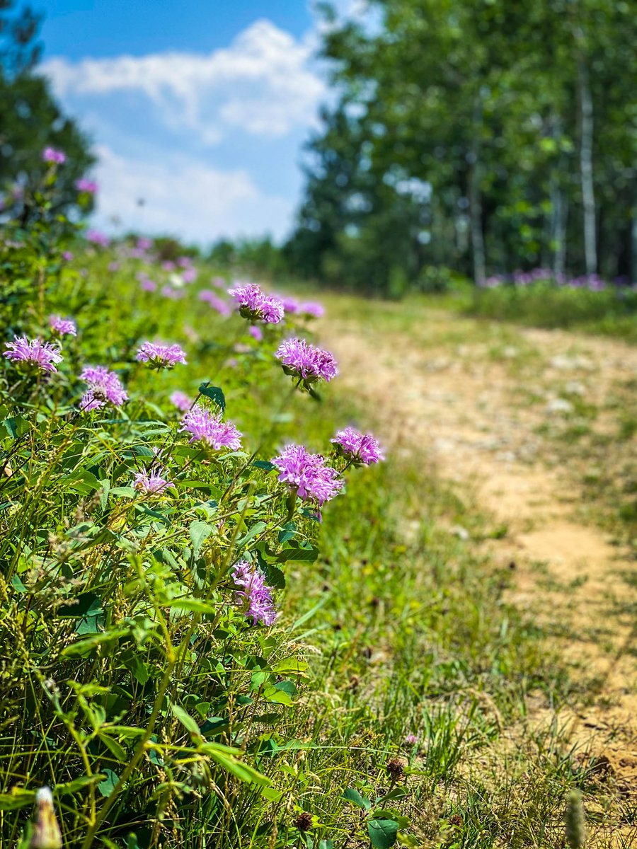 🌲Big Hill Trails located on Tinton Road in Spearfish is open to bikers, hikers and horse riders alike!
🌲There quite a few loops that surround the hill. To find your trail, visit our website for more information! visitspearfish.com/things-to-do/b…
-
#discoverblackhills #hifromsd #hiking