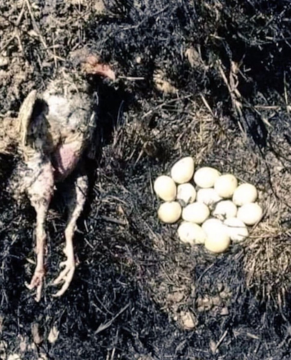 صورة من حرائق الغابات في تركيا اليوم..
أنثى الطير، بغريزة الأم، بقيت راقدة فوق بيضها حتى احترقت وماتت، كي تحمي البيض من النار .. 😢
سبحان الله!